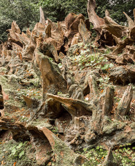 Stumpery at Bidulph, Stoke on trent, Staffordshire, UK