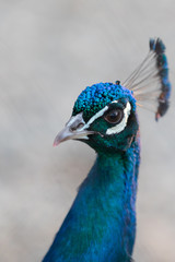 Obraz premium Lateral portrait of peacock