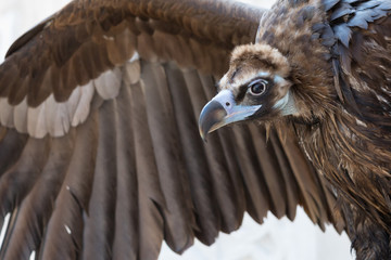 Griffon Caucasian with wing