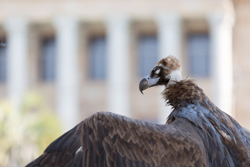 Lateral portrait of Griffon Caucasian with wing in cold colors