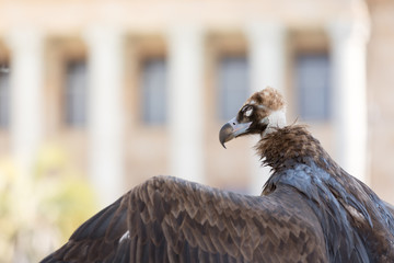 Lateral portrait of Griffon Caucasian with wing