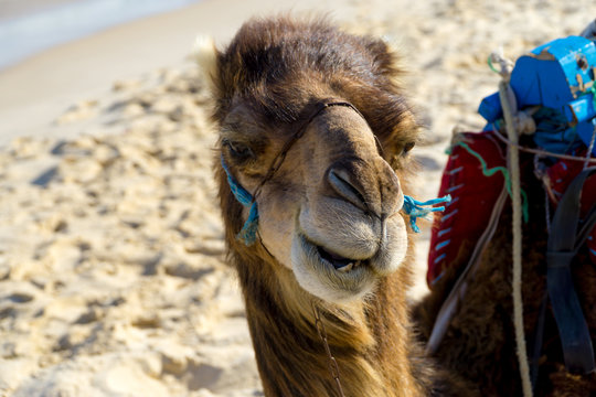 Nahaufnahme vom Kopf eines Dromedars am Strand von Tunesien