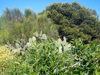 Obraz premium Mittelmeer-Flora