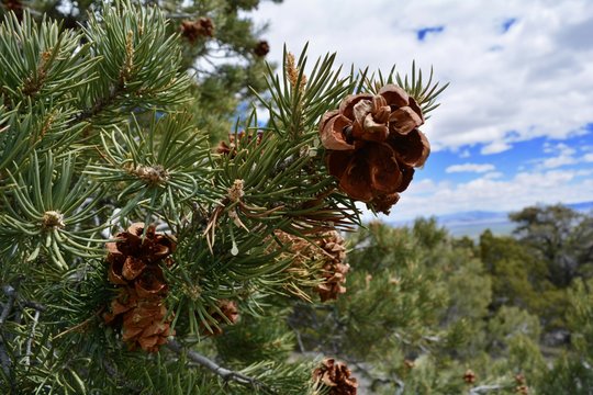 Pinyon Pine in Great Basin National Park
