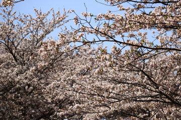 cherry blossom