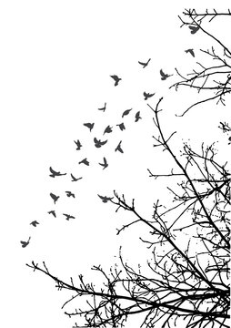  illustration, silhouette of flying birds and tree branches, freedom