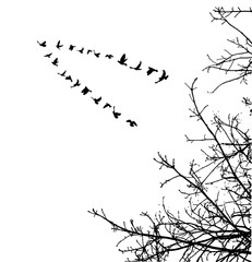  illustration, silhouette of flying birds