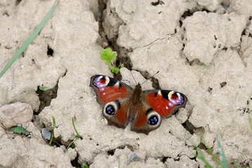 Schmetterling Tagpfauenauge sitzt am Boden,  Inachis IO