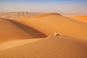 arab man in local traditional outfit sitting over a dune in arabian Desert and contemplating the landscape