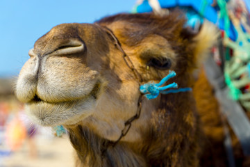 Extreme Nahaufnahme eines Dromedars am Strand von Tunesien