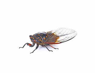 cicada insect isolated on white background