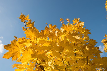 Gelbe Blätter im Herbst unter blauen Himmel