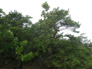 Fototapeta premium Trollwald