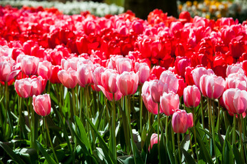 Different color tulips in Keukenhof park in Amsterdam area, Netherlands. Close up view of flower heads