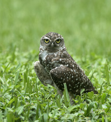 Brown and white burrowing owl with bright yellow staring eyes in green grass.