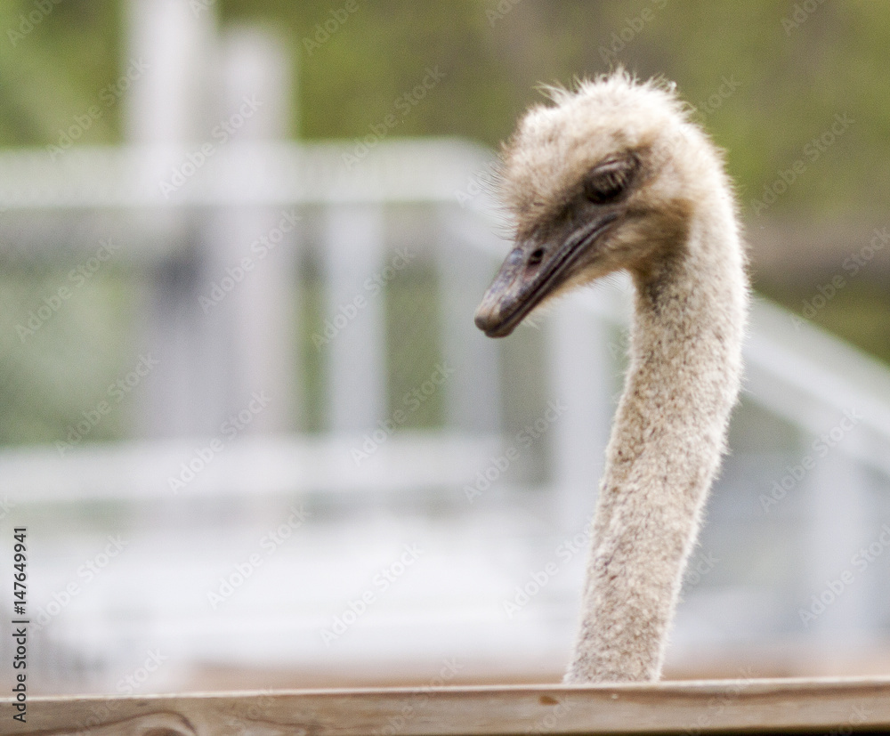 Wall mural Ostrich