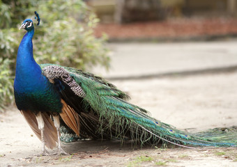 Obraz premium Peacock