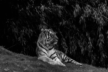 Obraz premium The Queen in black and white
