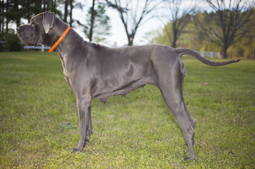 Big Great Dane