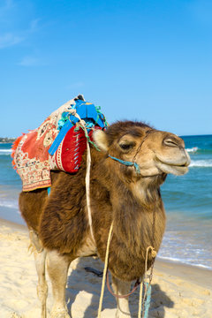Ein Dromedar zum reiten am Strand von Tunesien