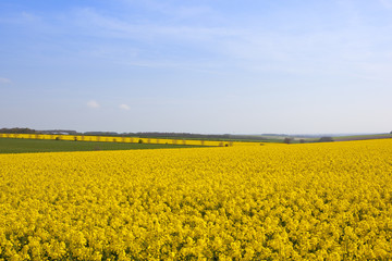 Obraz premium bright yellow oilseed rape crop