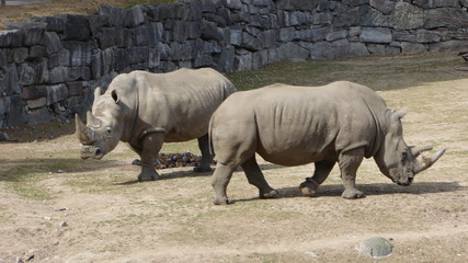 Naklejka premium Nashorn