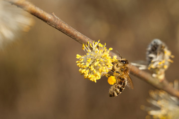 The bee collects pollen on the flowering tree. Bee on catkins. Yellow pollen on twigs and on bee. © Szymon Kaczmarczyk