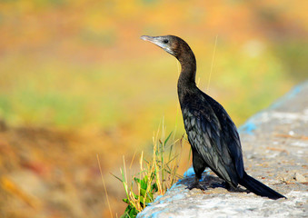 Fototapeta premium The Indian cormorant or Indian shag (Phalacrocorax fuscicollis) is a member of the cormorant family.