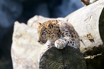 Amur leopard in the zoo.