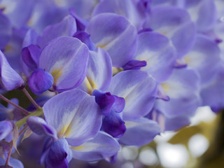 Fototapeta na wymiar flower blue