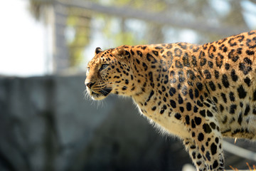 Amur leopard in the zoo.