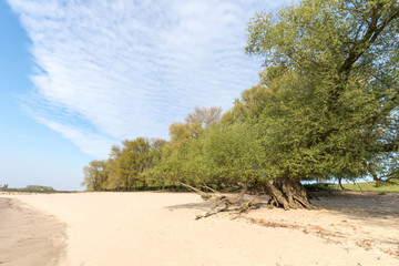 Sandy Bay Of River Rhine With Old Trees At Millingerwaard Netherlands