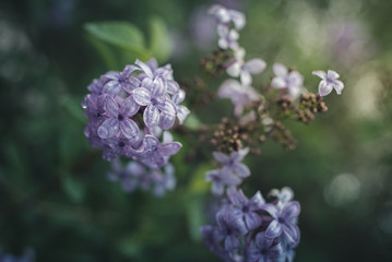 Spring flowers in a garden.