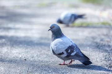 Pair of pigeons.