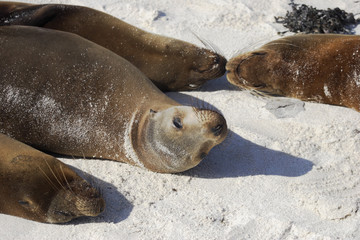 Galapagos Sea Lion sleeping on the beach, Gardner Bay, Espanola, Galapagos Islands