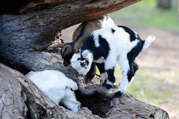 Cameroon goats in the zoo.