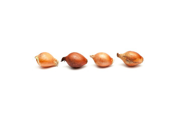 Onion on white background
