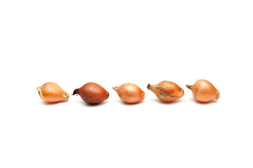 Onion on white background
