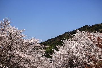 cherry blossom
