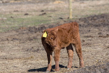 red angus baby calf © snaphappy28