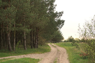 Fototapeta na wymiar road near the forest