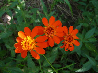 Orange Blüten - Blumen Costa Rica