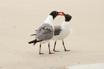 SeaGulls interacting
