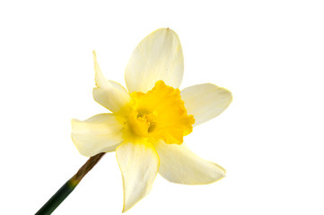 Obraz na płótnie Canvas Flower of yellow Daffodil (narcissus) isolated on white background