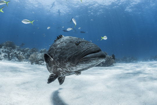 Grouper and the sharks