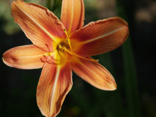 flower orange