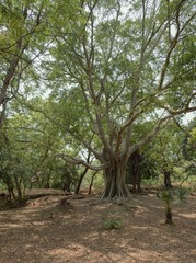 Fototapeta na wymiar A lone fig tree (Ficus Macrophylla).
