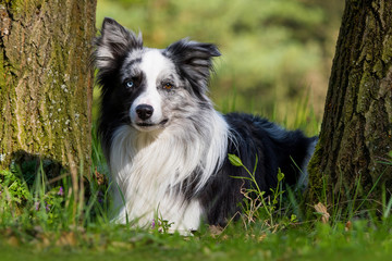 Border Collie zwischen zwei Bäumen
