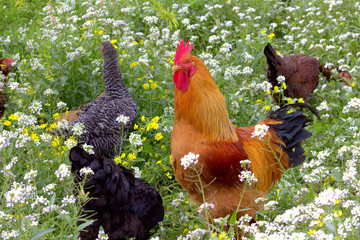 rooster and chickens on the field.