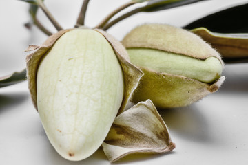 Magnolia tree blossom begins to flower